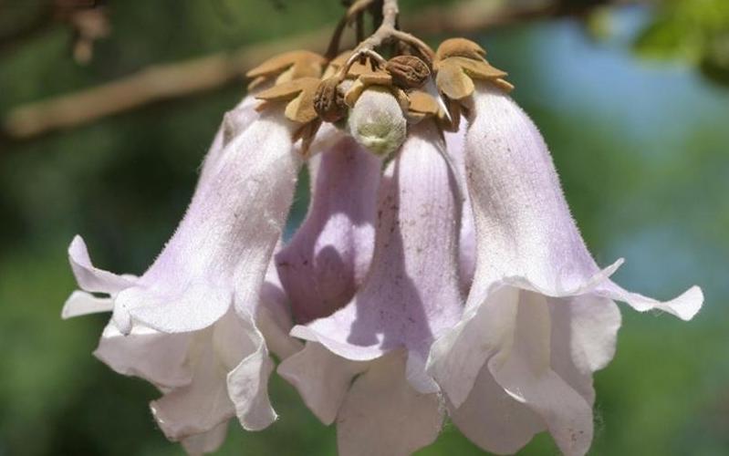 白花泡桐