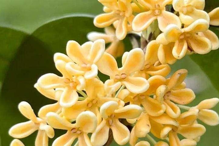 桂花